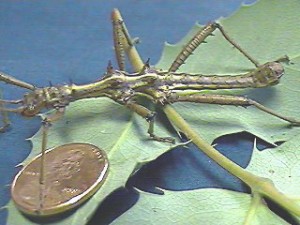 PSG 118 Aretaon asperrimus ad male